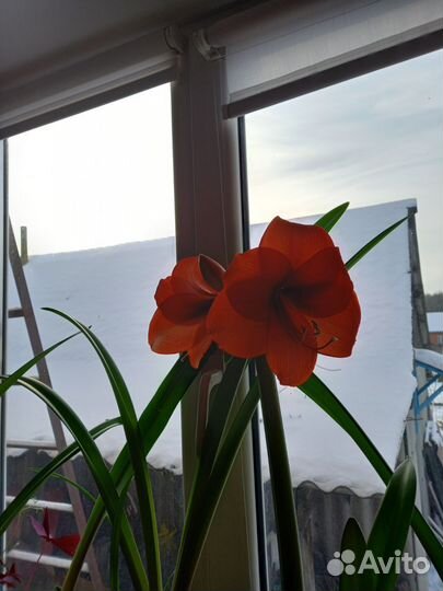 Гиппиаструм