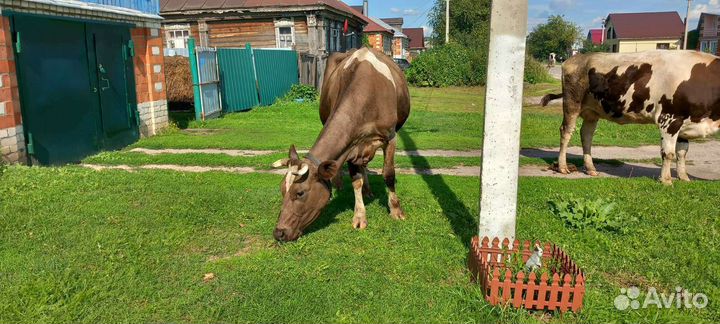 Корова стельная дойная