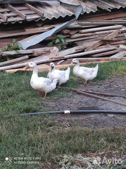 Подсадные утки