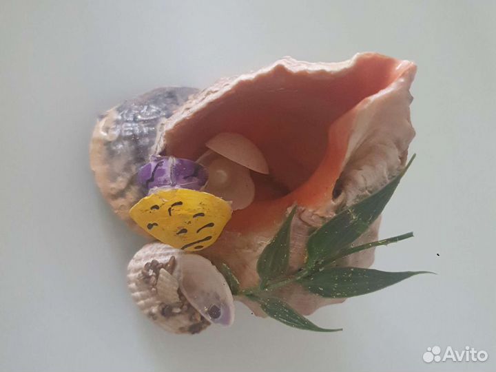 Морские ракушки раковины