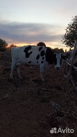 Корова галштин