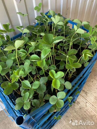 Саженцы ремонтантной клубники