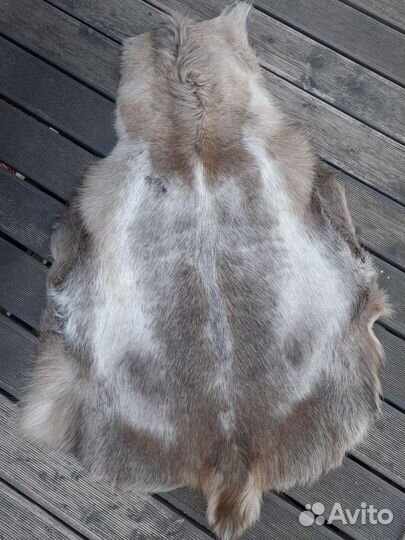 Шкура заполярного оленя выделанная