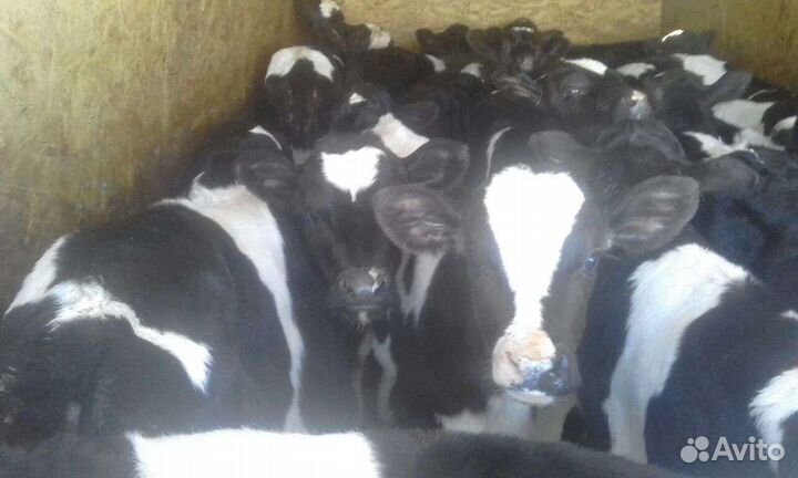 Бычки телята