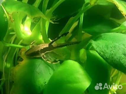 Стурисома панамская