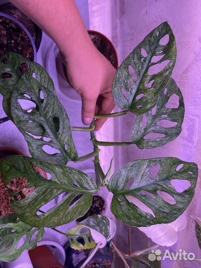 Монстера адансона минт monstera adansoni mint