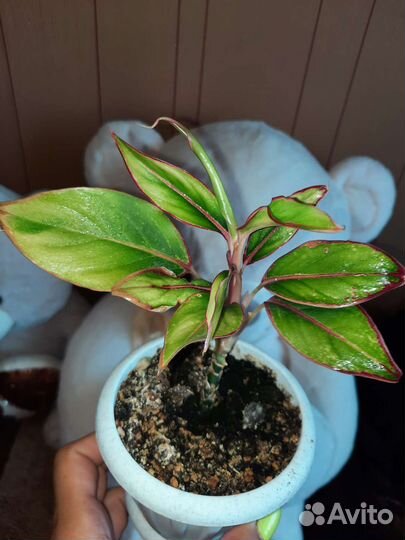 Аглаонема Крит