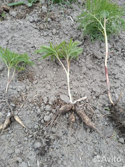 Пион саженцы и деленки