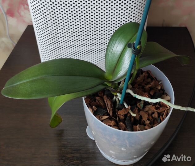 Орхидея фаленопсис