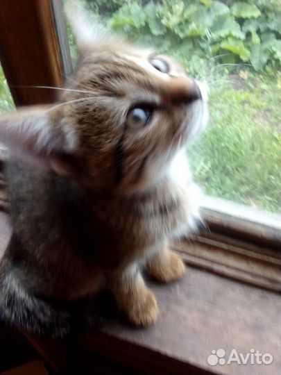 Котята в добрые руки мальчики