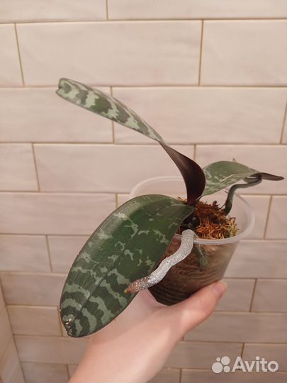 Орхидея фаленопсис philippinensis x self