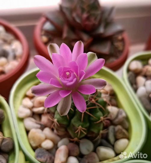 Кактусы гимнокалициум астрофитум лобивия