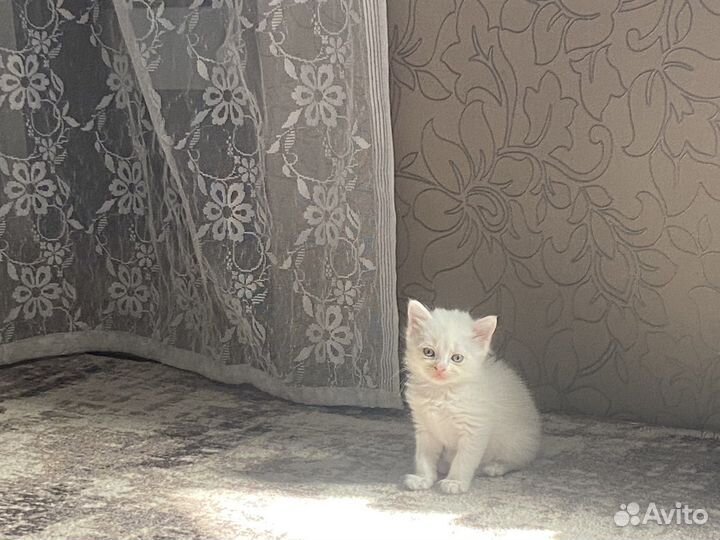 Турецкая ангора