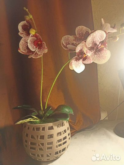 Орхидея