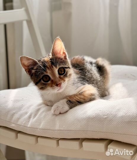 Котенок девочка ищет дом