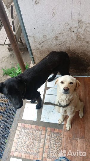 Отдам лабрадора