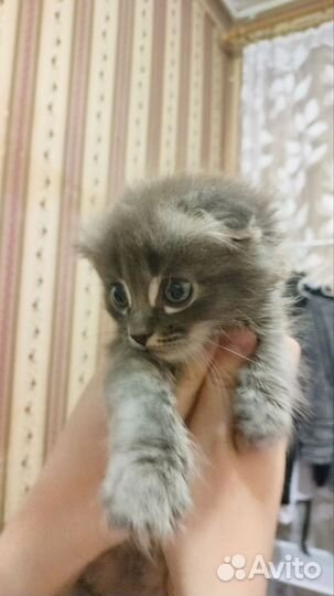 Вислоухий кот