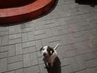 Собака долматинец,с превивками итд. цена, 3 т руб
