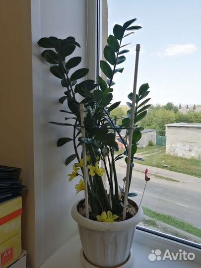 Долларовое дерево (земиокулькас)