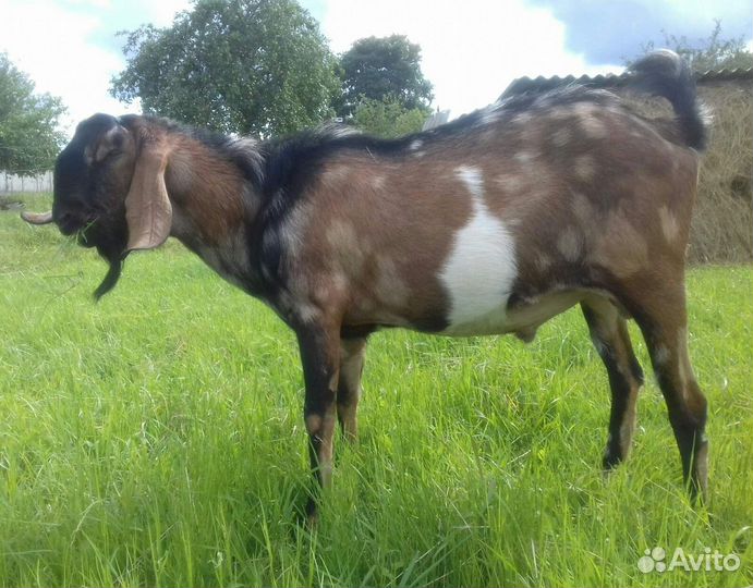 Англо-нубийский козел 100