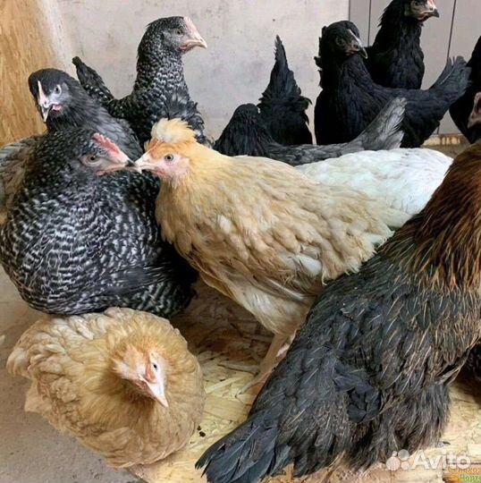 Куры молодки несушки