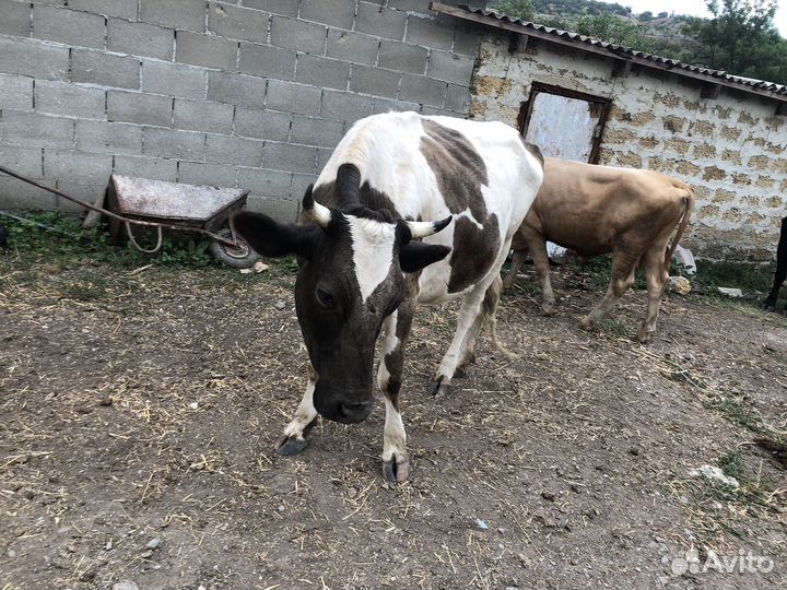 Коровы стельные