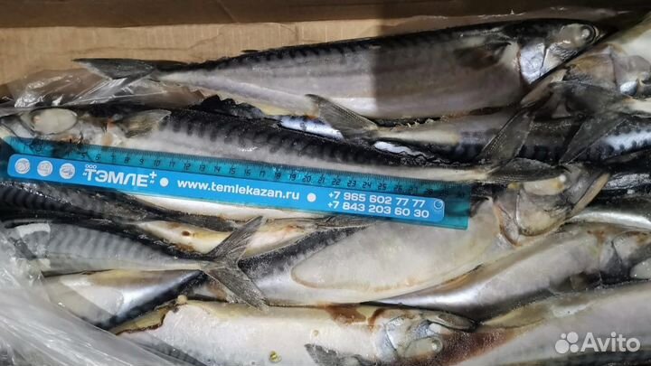 Скумбрия с головой Фареры и Атлантическая