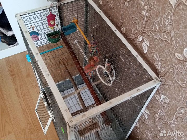 Попугай Карела