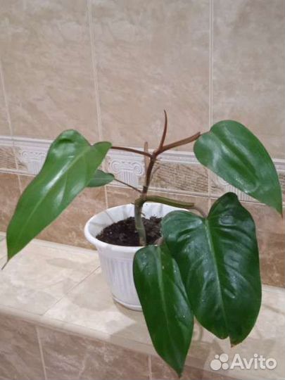 Филодендрон