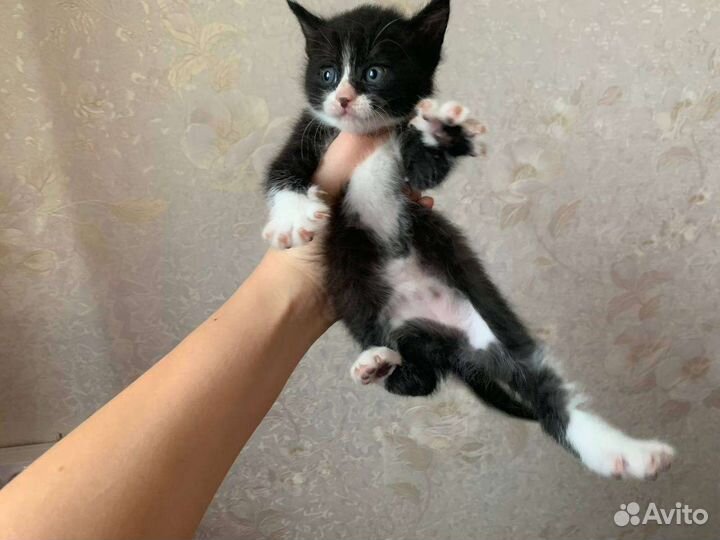 Отдам в добрые руки котят