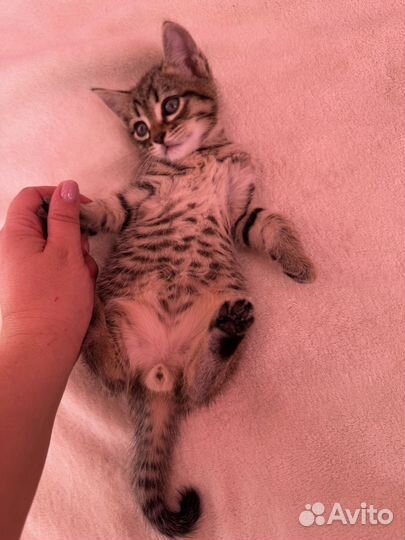 Котята в добрые руки мальчик