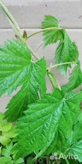 Хмель, саженцы