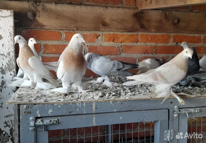 Голуби Алматинские