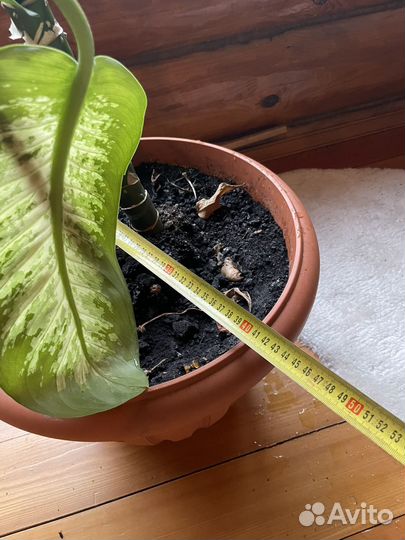 Диффенбахия