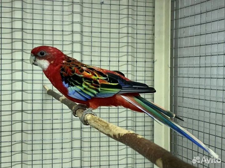 Красные и пестые розеллы