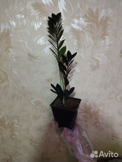 Замиокулькас черный равен, замиокулькас зеленый