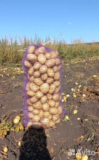 Картофель с доставкой