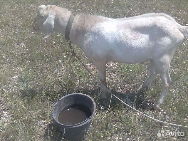 Козел англо нубийский