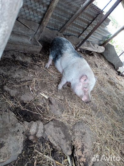 Вьетнамский вислобрюхий хряк