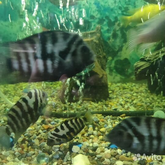 Аквариумные рыбы цихлиды