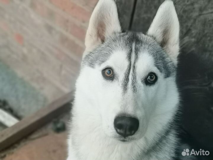 Сибирский хаски