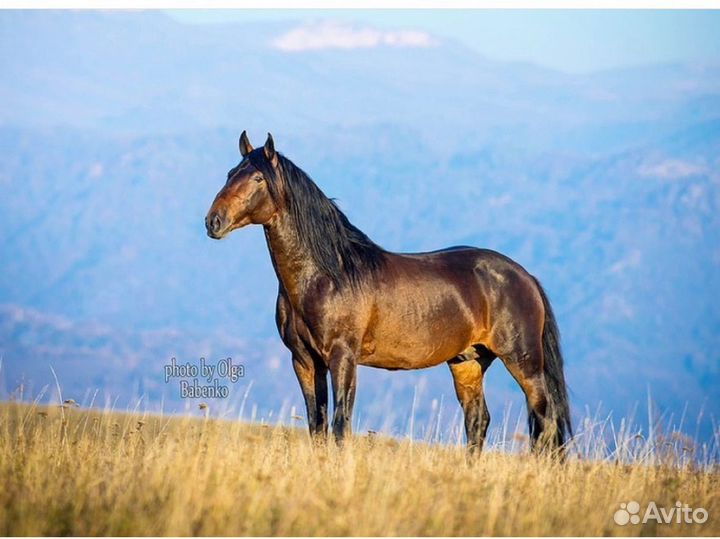 Жеребец в косяк