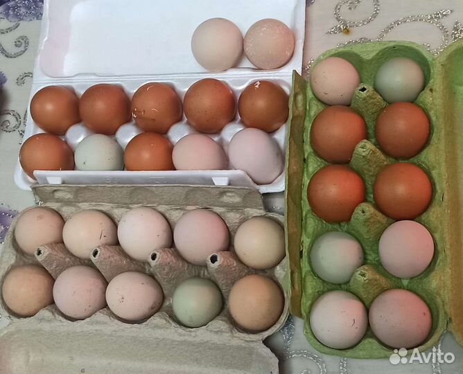 Куры несушки доминант молодки 7мес