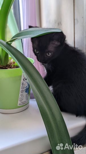 Котенок в дар бесплатно
