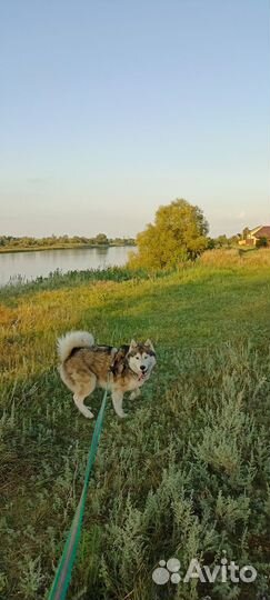 Вязка кобель хаски