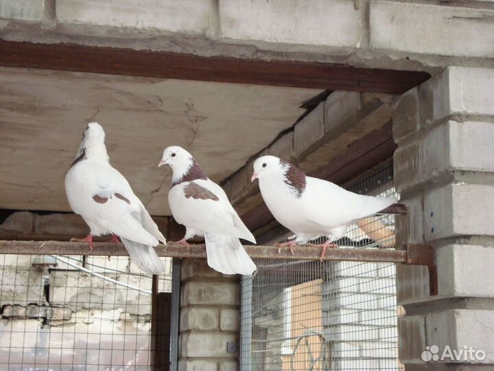 Голуби