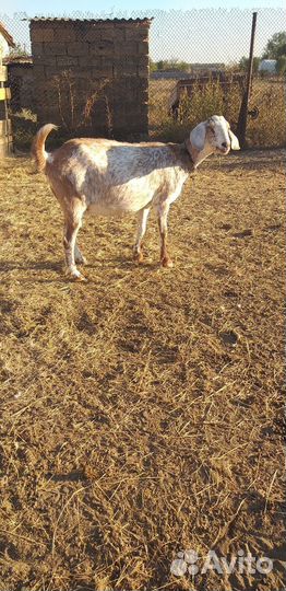 Козы нубийские