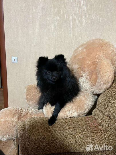 Померанский шпиц вязка