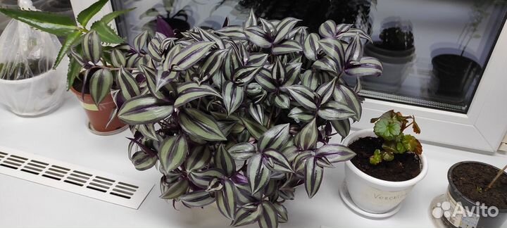 Традесканция