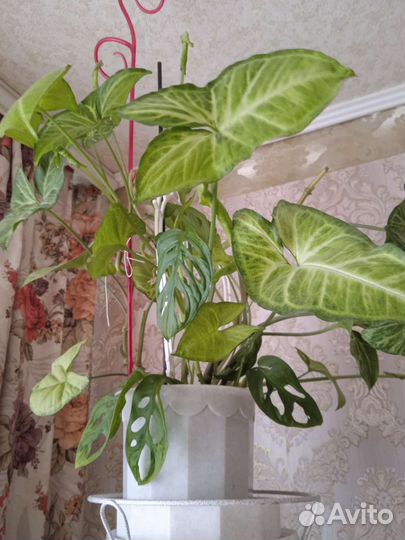 Комнатные растения